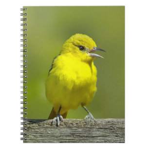 Carnet Loriole de verger - Photographie originale