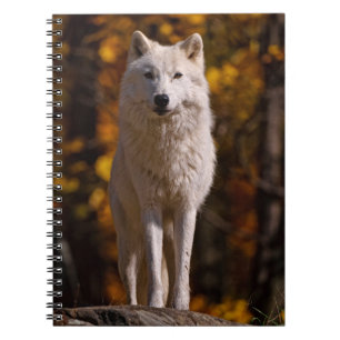 Carnet Loup arctique sur rocher
