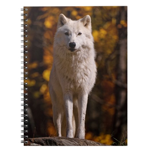 Carnet Loup arctique sur rocher (Devant)