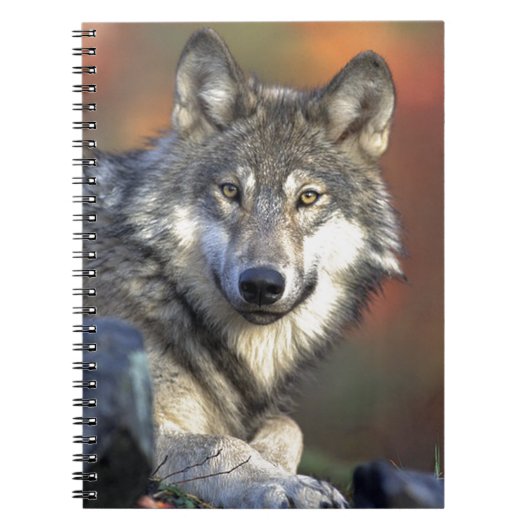 Carnet Loup Gris (Devant)