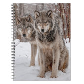 Carnet Loup gris-oriental (Devant)
