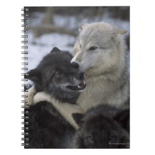 Carnet Loups dans la neige Montana, Etats-Unis