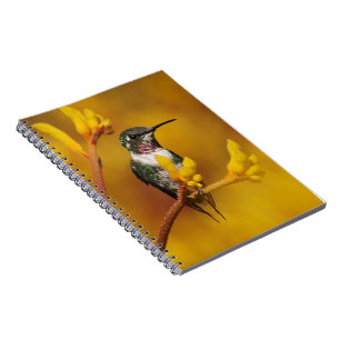 Carnet Lueur d'or