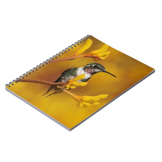 Carnet Lueur d'or (Côté gauche)