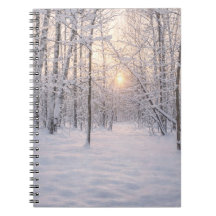 Lumière_dorée_d'hiver
