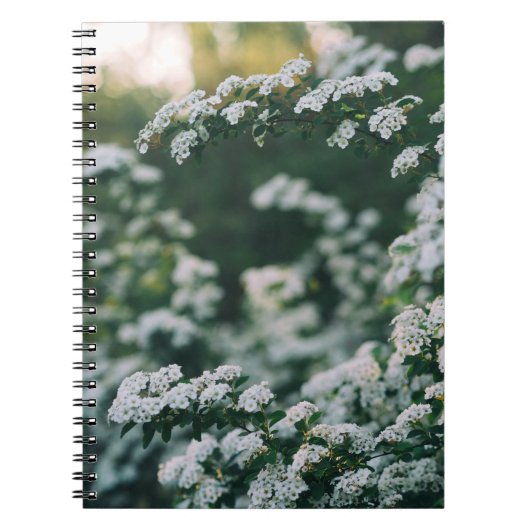 CARNET LUMIÈRE DU MATIN (Devant)