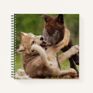 Carnet Luttes de louveteaux gris