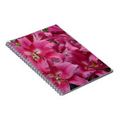 Carnet Lys stargazers roses (Côté Droit)