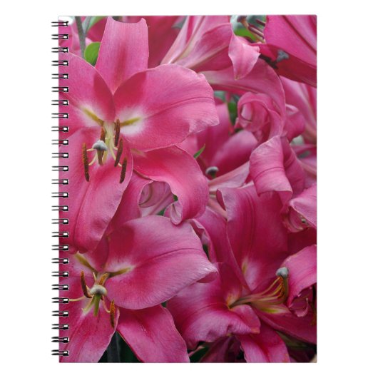 Carnet Lys stargazers roses (Devant)