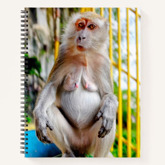 Carnet Macaque crabier (Devant)