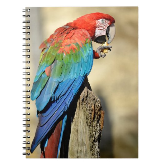 Carnet Macaw à ailes vertes sur perche (Devant)