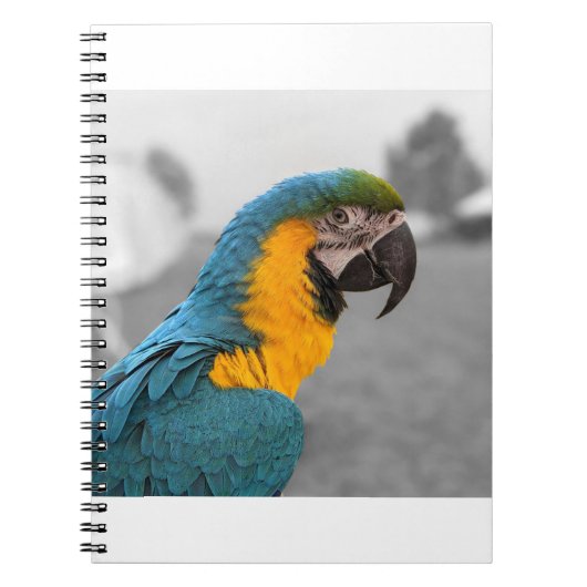 Carnet Macaw Parrot (Devant)