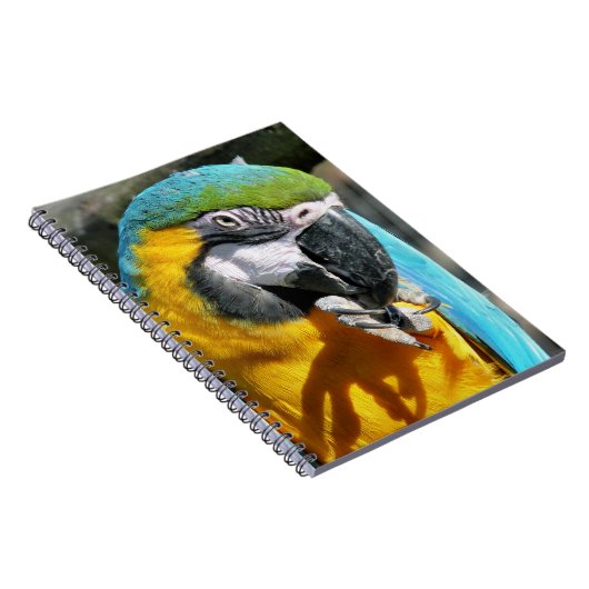 CARNET MACAWS (Côté Droit)