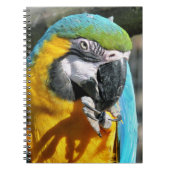 CARNET MACAWS (Devant)
