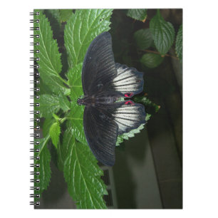 Carnet Machaon de Rumanzovia - mâle
