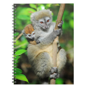 Carnet Madagascar, Andasibe, Ile Aux Lemuriens, Mère