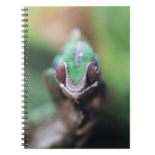 Carnet Madagascar, bar rouge Panther Chameleon (Devant)