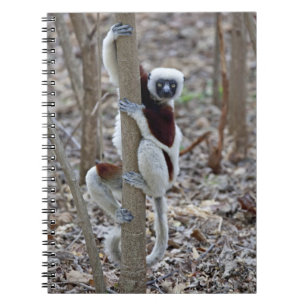 Carnet Madagascar, réserve Ankarafantsika ; Ampijoroa ;