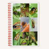 Carnet Magicicada Canada pour 2024 (Recto)