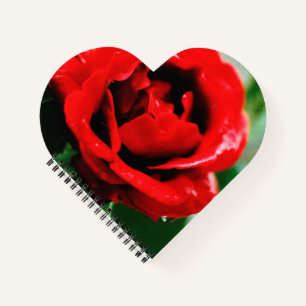 Carnet Magnifique rose rouge avec gouttes de rosée matina