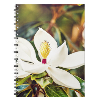 Carnet Magnolia magnifique du Mississippi