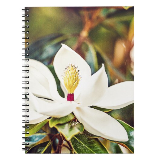 Carnet Magnolia magnifique du Mississippi (Devant)