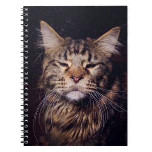 Carnet maine coon sur un arrière - plan noir
