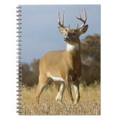 Carnet Mâle de Whitetail d'automne (Devant)