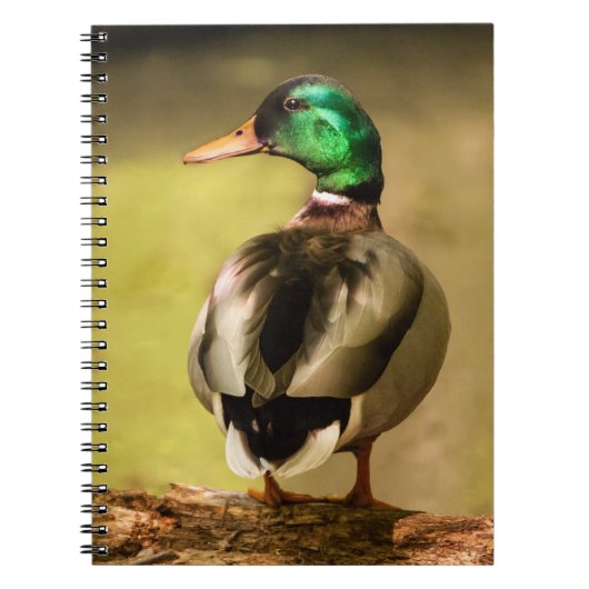 Carnet Mallard Duck (Devant)