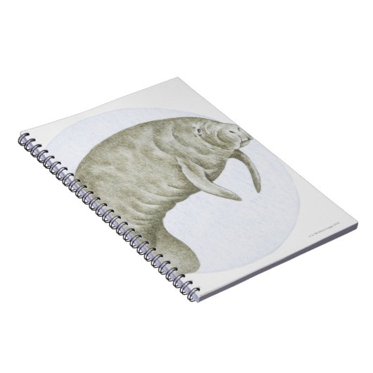 Carnet Manatee (Côté Droit)