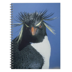 Carnet Manchot à tête noire (Eudyptes chrysocome)