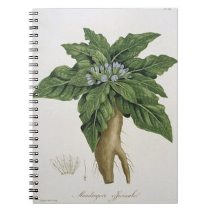 Carnet Mandragora Officinarum de 'Phytographie Medicale