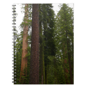 Carnet Mariposa Grove dans le parc national de Yosemite