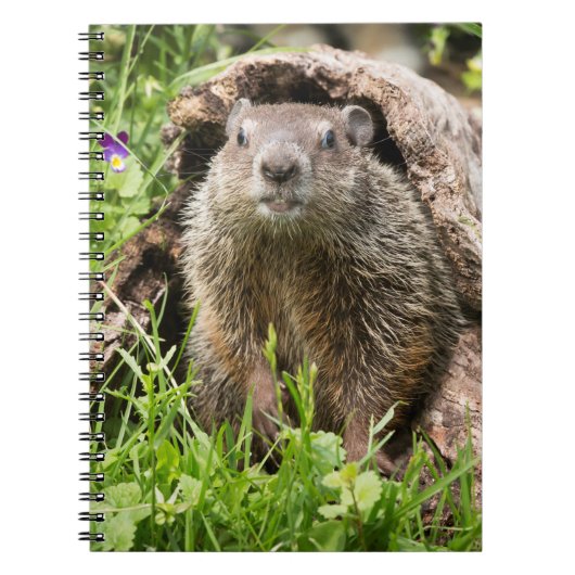 Carnet Marmotte dans un tronc creux (Devant)