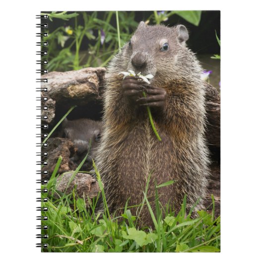 Carnet Marmotte mâchonnant une fleur (Devant)