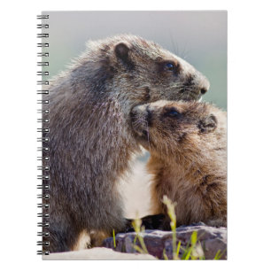 Carnet Marmotte mère avec bébé