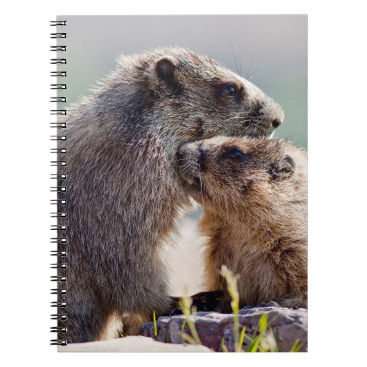 Carnet Marmotte mère avec bébé (Devant)