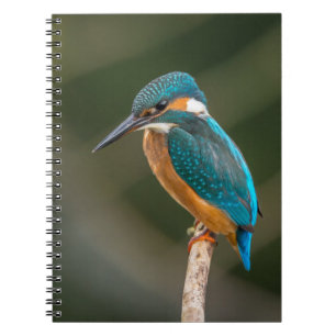 Carnet Martin-pêcheur