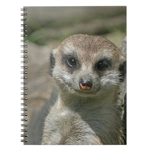 Carnet Meerkat-portrait 003 (Devant)