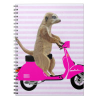 Meerkat sur Pink Moped 2