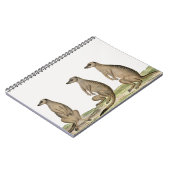 Carnet Meerkats Suricata suricatta (Côté gauche)