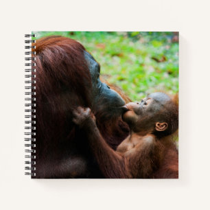 Carnet Mère orang-outan avec bébé
