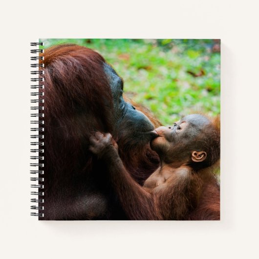 Carnet Mère orang-outan avec bébé (Devant)