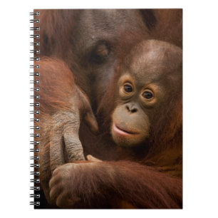 Carnet Mère orang-outan et bébé au zoo