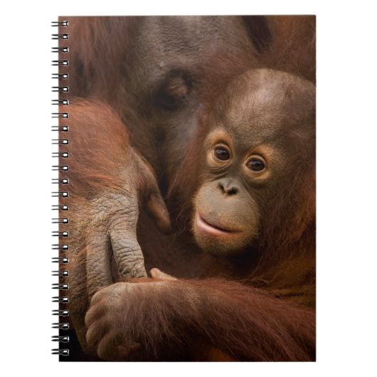 Carnet Mère orang-outan et bébé au zoo (Devant)