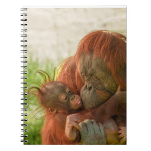 Carnet Mère Orangoutan Moments de tendresse