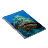 Carnet Mérou géant de l'Atlantique (Côté Droit)