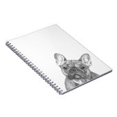 Carnet mignon de bouledogue français (Côté Droit)