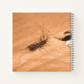 Carnet Mille-pattes domestique (Dos)