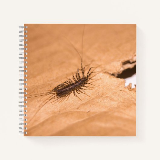Carnet Mille-pattes domestique (Devant)